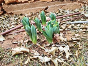 Garden Surprise